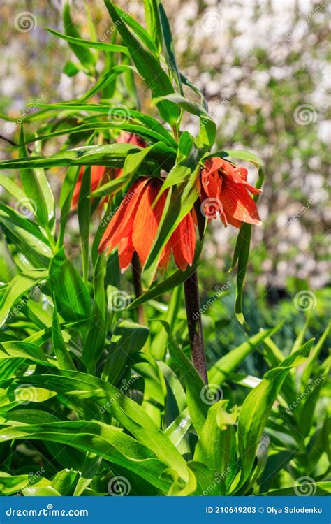 Orange Crown Imperial Lily Flowers Fritiallaria Imperialis In Garden