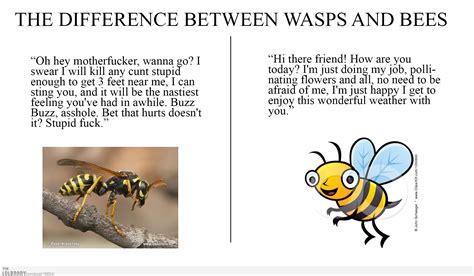 The Difference Between Bees And Wasps Funny
