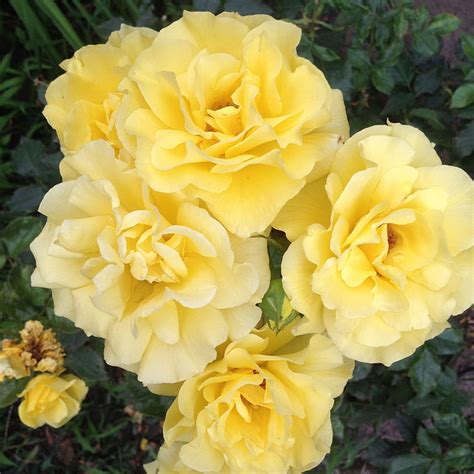 Beautiful Beauty Flower Flowers Leaves Nature Rose Yellow Hd