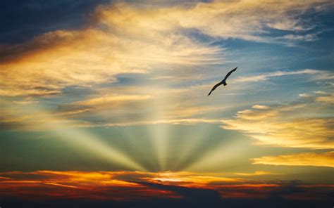 3840x2400 Bird Flying Sunset Evening View Clouds Beautiful Sky 5k 4k