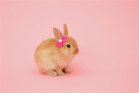 Rabbit On Pink Background By Mash Pet Bunny Cute Animals Pets