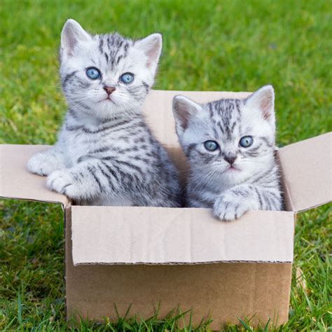 7 Loveable Reasons And 2 Videos Why Cats Love Boxes The Packaging