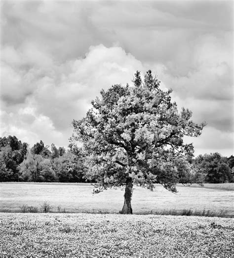 Lone Tree In Field Of Wildflowers Hi Key Bw Photograph By Greg Jackson