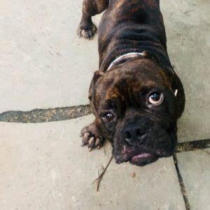 Brutus is a 5 year old, neutered, american bulldog. American Bulldog Rescue - 501C3 Not-for-Profit Dog Rescue ...