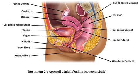 L Organisation Des Appareils G Nitaux M Les Et Femelles Ts Sunudaara