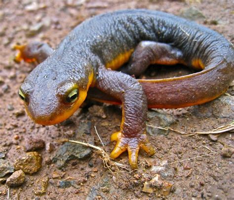 Types Of Salamanders To Keep As Pets With Pictures