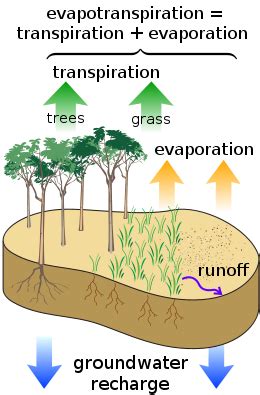 Evapotranspirasi adalah gabungan evaporasi dan transpirasi tumbuhan yang hidup di permukaan bumi. Evapotranspirasi - Wikipedia bahasa Indonesia ...