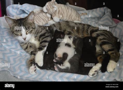 Mother Cat Nursing Kittens Stock Photo Alamy