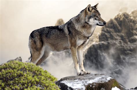What Is The Largest Wolf Species Animal Corner