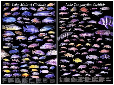 Lake Tanganyika Cichlids Wallpapers High Quality Mobile