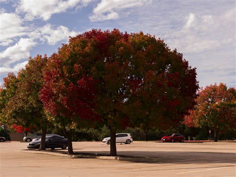 Best Fall Color Trees Landscape Designs And Pictures Dallas Tx
