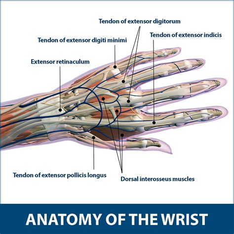 Tendon Diagram Of Wrist Understanding The Anatomy Of The Wrist The