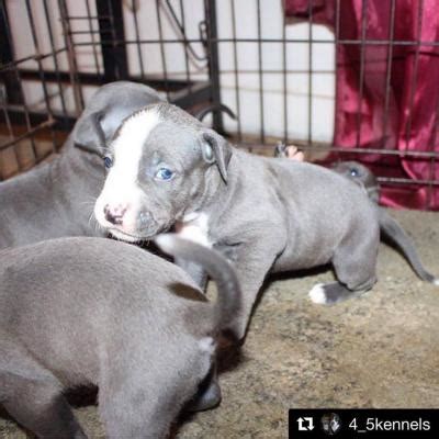 The #1 place to promote your bullies! Blue Nose Razors Edge x Gator Bull Dog Puppies » Pit Bull Social - Pit Bull Social Networking