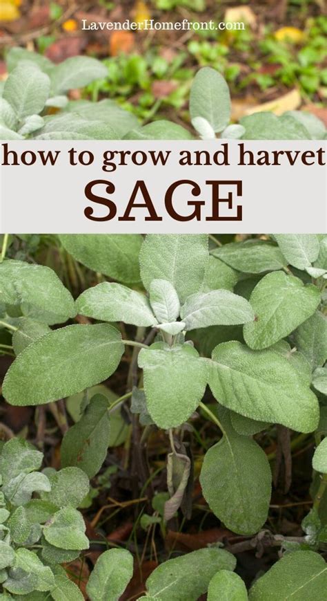 How To Grow And Harvest Sage Gardening For Beginners Harvesting