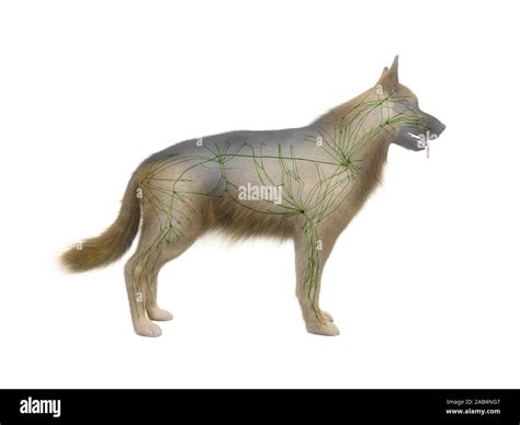 3d Rendered Anatomy Illustration Of The Canine Lymphatic System Stock