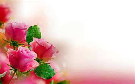 Rose Flower Background Wallpaper Full Hd Best Flower Site