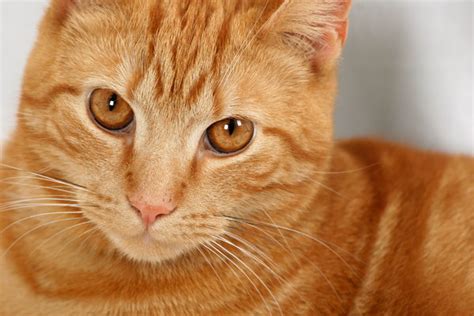 Free stock photos - Rgbstock - Free stock images | Ginger Cat
