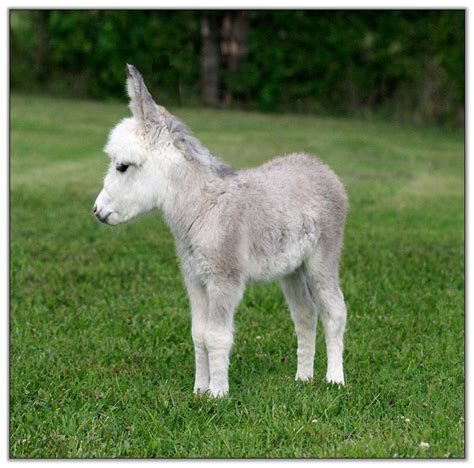 Miniature Donkey Hhaa Sugar Coat Shug A Frosted Spotted Jennet Born