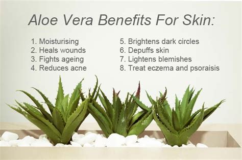 Natural Aloe Vera Health Benefits And Uses Paleohacks Vlr Eng Br