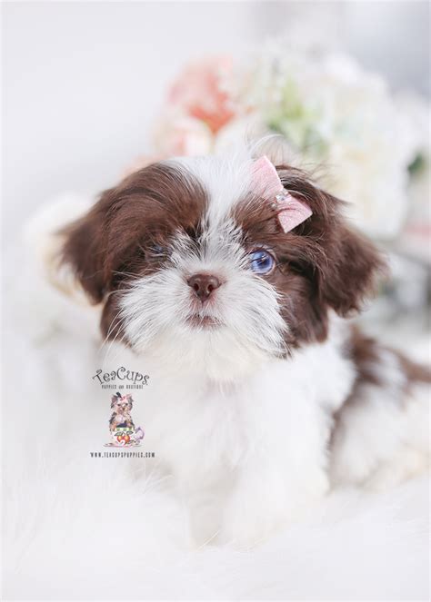 Shih Tzu Puppy 276 Teacup Puppies And Boutique