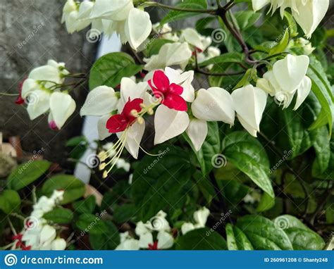 Clerodendrum Thomsoniae Or White Bleeding Heart Vinewhite Bleeding