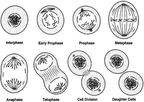 The Basics Of Mitosis Mitosis And Meiosis Introduction To Botany