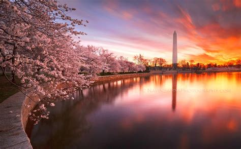 The Washington Monument At Sunset Amongst Beautiful Cherry Blossoms