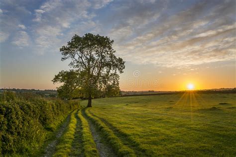 Sunset In Farm Fields With Tree And Beautiful Cloudy Sky