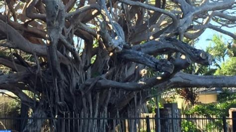 Ormiston Fig Tree Dead Removal Of Historic Tree Brings Back Memories