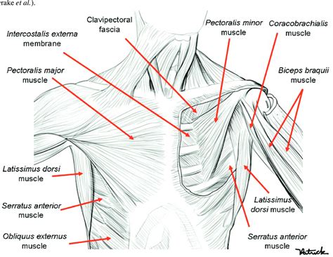 Muscles Of The Trunk Anterior View Labeled