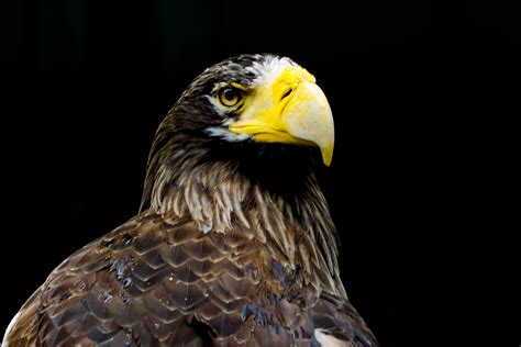 1440x2560 Resolution Macro Photography Of Brown Eagle Hd Wallpaper