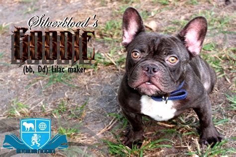 New and used items, cars, real estate, jobs, services we have a litter of beautiful french bulldog puppies, males and females available and ready to go. Goodie Chocolate Blue Carrier French Bulldog Stud | lilac ...