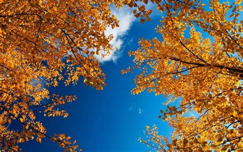 Autumn Sky Desktop Wallpaper 1920x1200 Осенние деревья Обои для