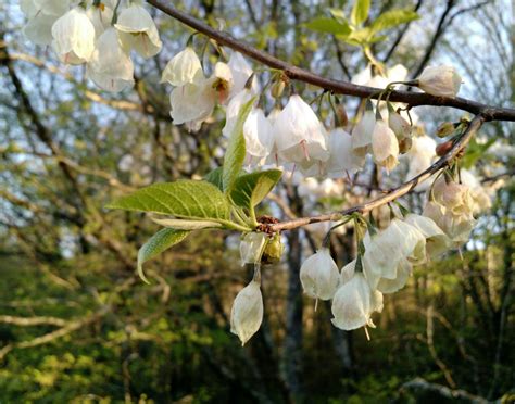 What Is The White Flowering Tree On The Lenoir Greenway Nc