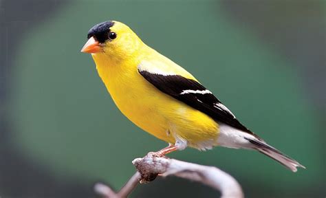 The Bird That Became Washington States Symbol