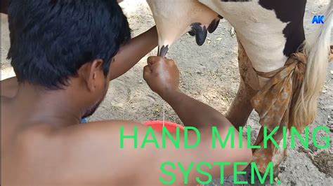 Primitive Milking System How To Milk A Cow By Hand Part Youtube