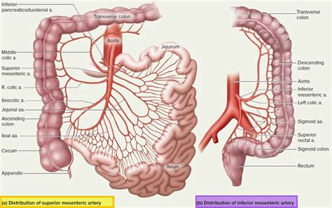 Mesenteric Artery Anatomy Function Branches And Mesenteric Artery Ischemia