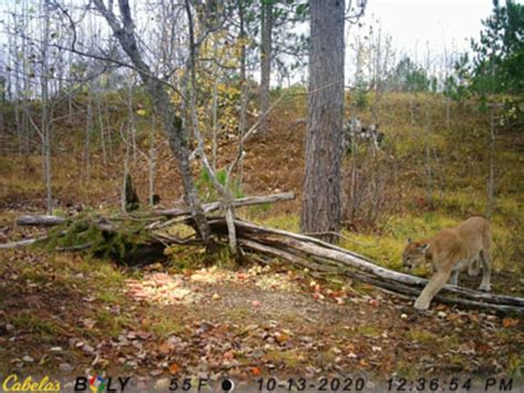 Michigan Dnr 12 Confirmed Cougar Sightings In 2020