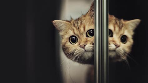 Light Brown Cat Face Is Reflecting On Mirror 4k Hd Cat Wallpapers Hd