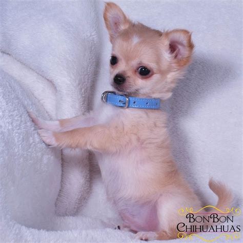 Chihuahua Puppy Chihuahua Puppies For Sale Chihuahua Love Cute