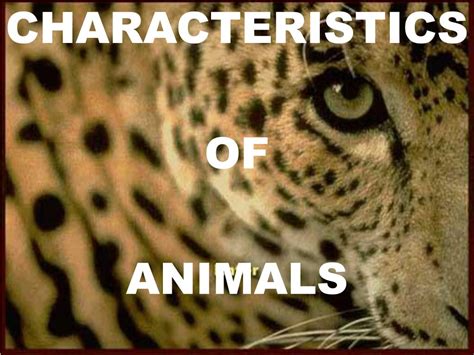 Ppt Characteristics Of Animals Powerpoint Presentation Free Download
