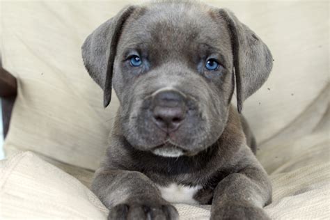 How Much Are Cane Corso Puppies Blossom Cane Corso Puppy For Sale