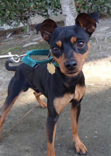 Im Dylan I Am A 3 Year Old Min Pin Here At The Seal Beach Animal
