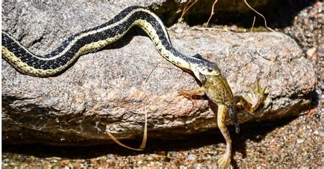 What Do Garter Snakes Eat 12 Foods In Their Diet A Z Animals