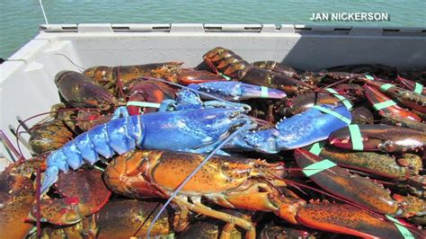 Rare Blue Lobster Caught