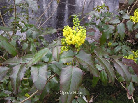 Mahonia Aquifolium ‘atropurpurea’ Plantentuin Esveld