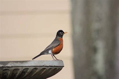 7 Robin Calls Everyone Should Know For Bird Language
