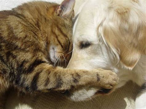 20 Cats And Dogs Hugging It Out Dogs Hugging Dog Cat Smiling Dogs