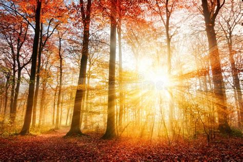 Beautiful Autumn Sunlight In A Forest Stock Photo Image 59224912