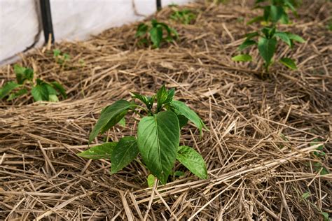 The Best Plants For Straw Bale Gardening Food Gardening Network